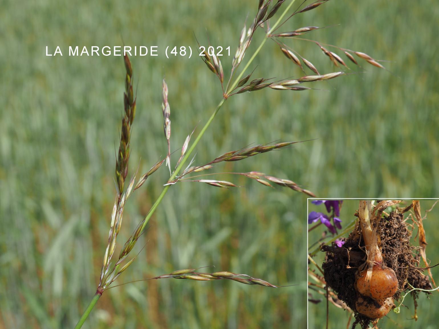 Oat Grass, Bulbous